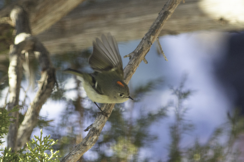 Ruby-crowned Kinglet photographed in New Mexico