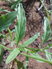 Heliotropium ciliatum