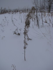 Chamaenerion angustifolium