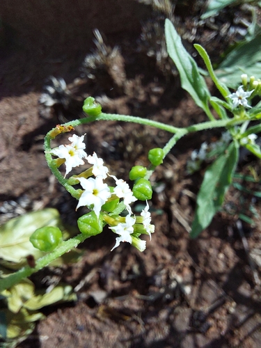 Image of Heliotropium ciliatum by (c) Manuel R Popp, some rights reserved (CC BY)
