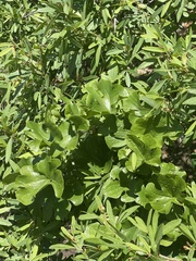 Dioscorea buchananii