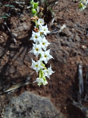 Heliotropium ciliatum