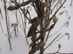Magnoliopsida