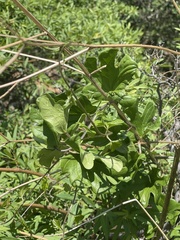 Dioscorea buchananii