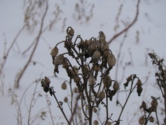 Magnoliopsida