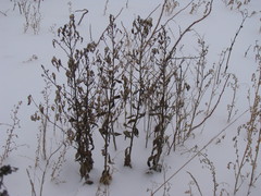 Magnoliopsida