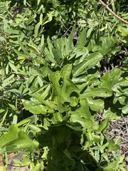 Dioscorea buchananii