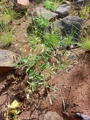 Heliotropium ciliatum