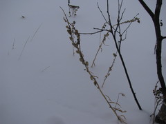 Linaria