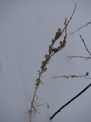Linaria
