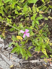 Catharanthus roseus image