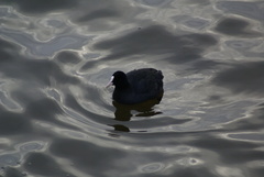 Fulica atra