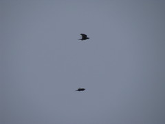 Corvus corax