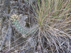 Austrocactus coxii