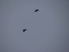 Corvus corax