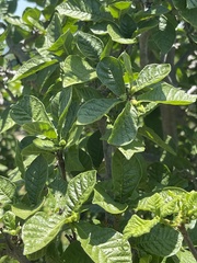 Gardenia resiniflua
