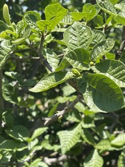 Gardenia resiniflua
