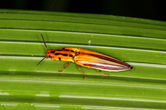 Semiotus intermedius