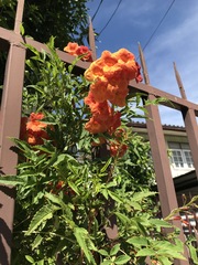 Tecoma fulva guarume