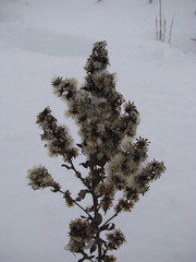 Magnoliopsida