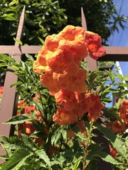 Tecoma fulva guarume