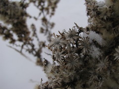 Magnoliopsida