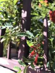 Tecoma fulva guarume