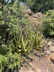 Aloe lutescens