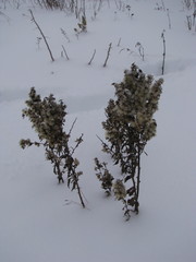 Magnoliopsida