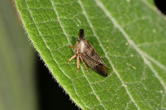 Aconophora