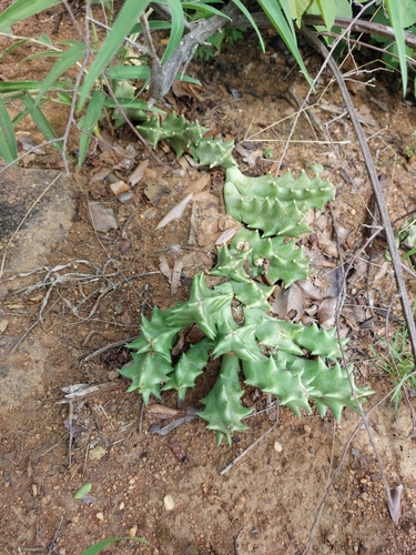 Ceropegia melanantha