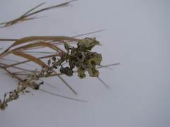 Linaria