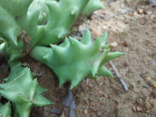 Ceropegia melanantha