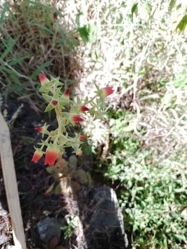 Echeveria coruana