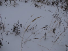 Calamagrostis