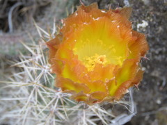 Austrocactus coxii