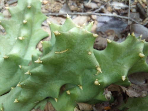 Ceropegia melanantha