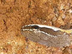 Philodryas nattereri