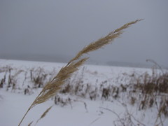 Calamagrostis