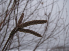 Betula