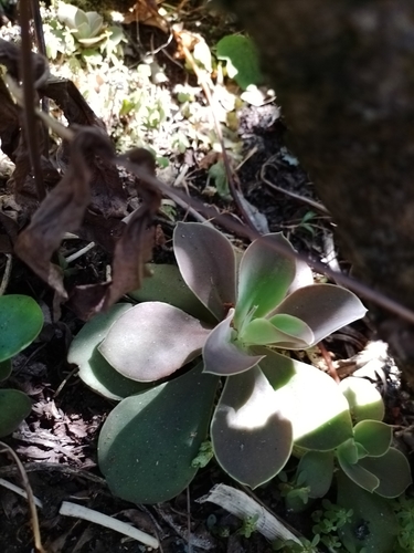 Echeveria coruana