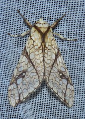 Lophocampa propinqua