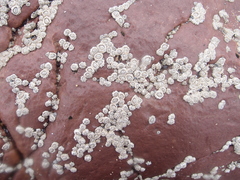 Chthamalus dentatus