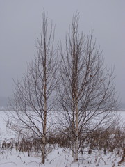 Betula