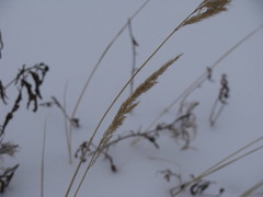Calamagrostis