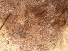 Philodryas nattereri