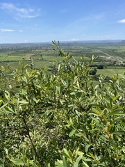 Rhoicissus revoilii
