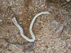 Philodryas nattereri