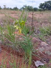 Gloriosa rigidifolia