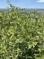 Rhoicissus revoilii
